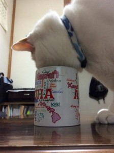 猫コーヒー-v560